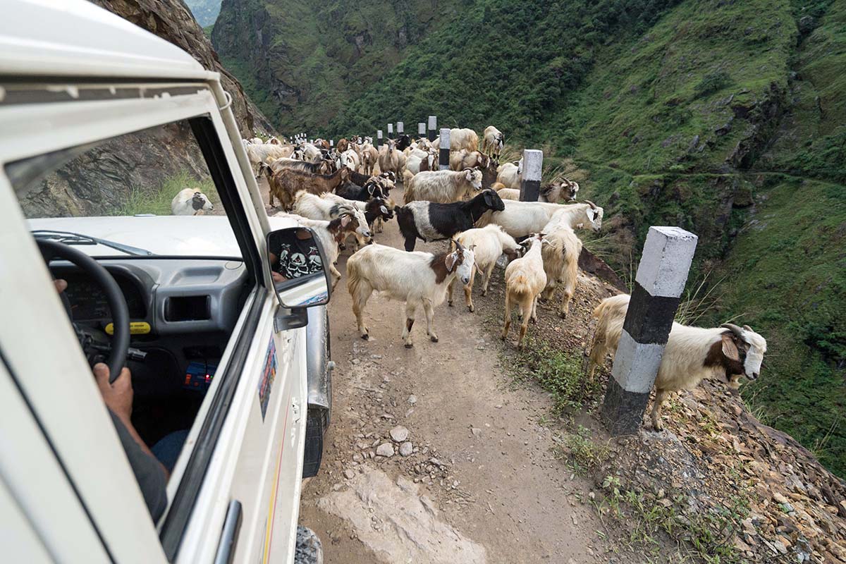 Manaslu (sheep on road)